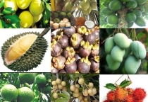 nơi cung cấp trái cây sỉ nổi tiếng tphcm