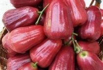 trái cây việt uy tín nhất TP. Hồ Chí Minh