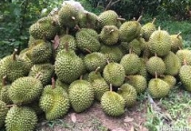 Đặc điểm nhận biết sầu riêng Dona
