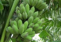 Tác dụng của chuối xiêm trong thẩm mỹ làm đẹp