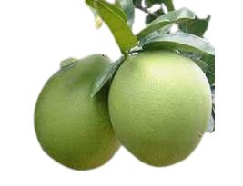 Bưởi năm roi