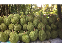 sầu riêng dona