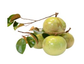  Vú Sữa Lò Rèn 
