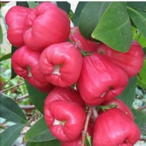 mận 