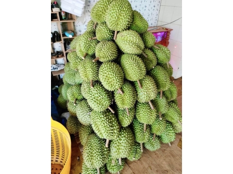 vựa sầu riêng 
