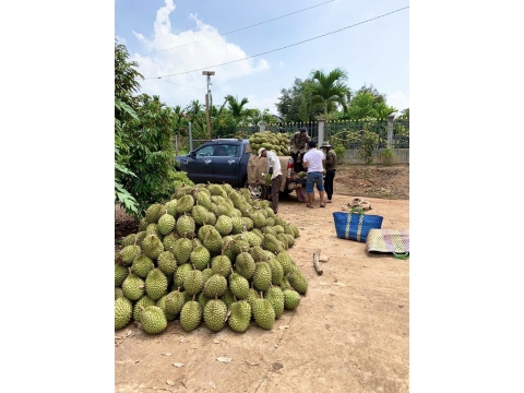 vựa sầu riêng 