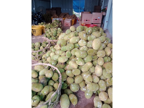 vựa sầu riêng 