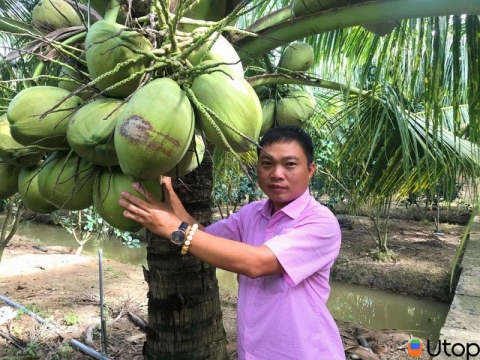dừa sáp  đặc sản cầu kè trà vinh