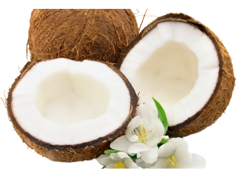 dừa sáp  đặc sản cầu kè trà vinh