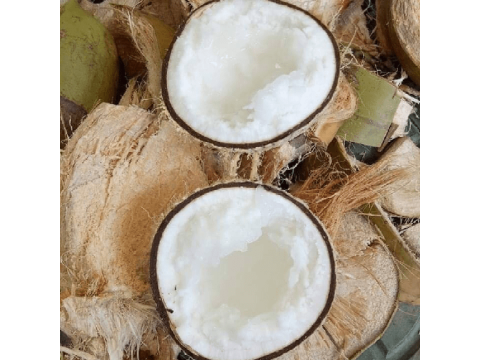 dừa sáp  đặc sản cầu kè trà vinh