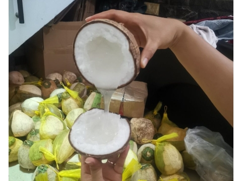 dừa sáp  đặc sản cầu kè trà vinh