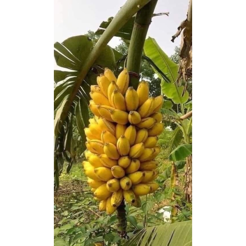 Chuối sứ (Chuối hương)