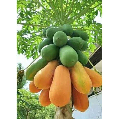 đu đủ