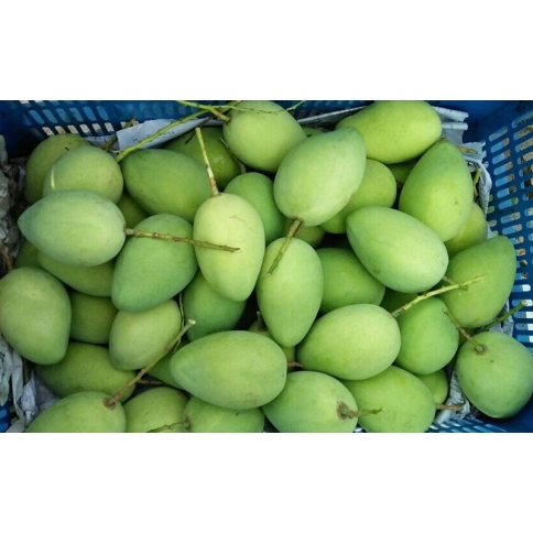xoài cát hòa lộc 