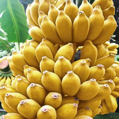 Chuối sứ (Chuối hương)