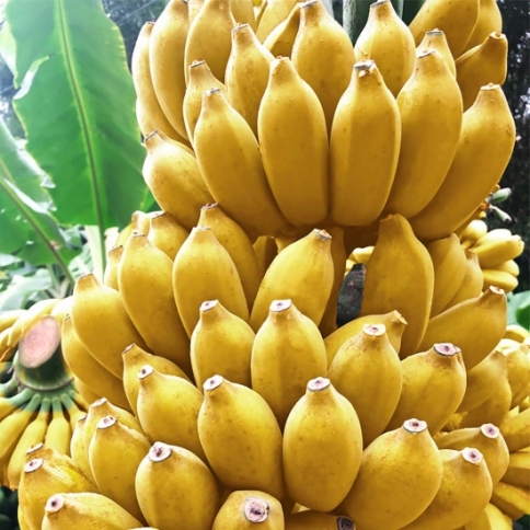 Chuối sứ (Chuối hương)