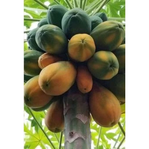đu đủ