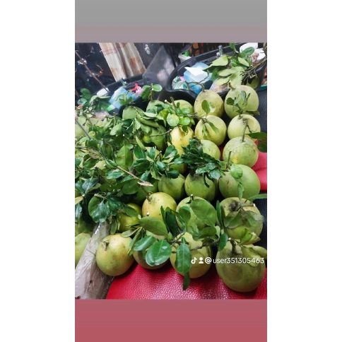 BƯỞI DA XANH 