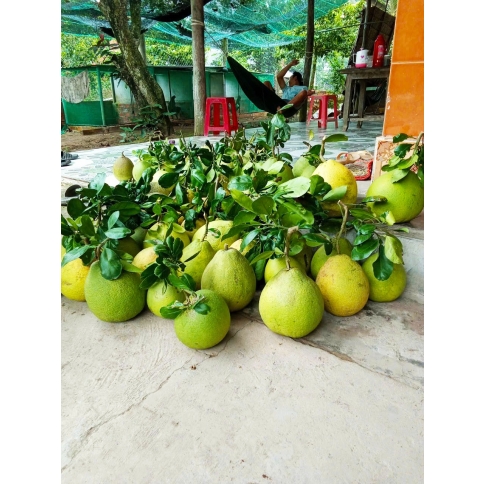 BƯỞI DA XANH 