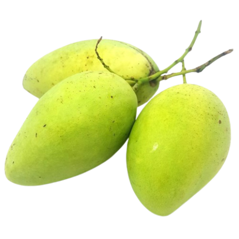 xoài cát hòa lộc 