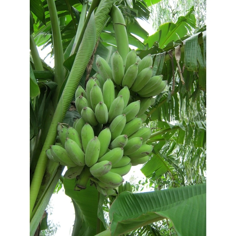 Chuối sứ (Chuối hương)