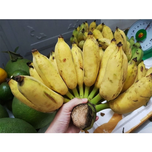Chuối sứ (Chuối hương)