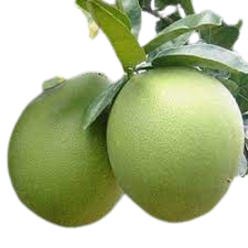 Bưởi năm roi