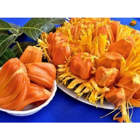 Mít ruột đỏ Mã Lai
