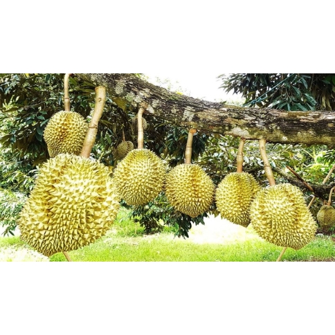 sầu riêng ri6