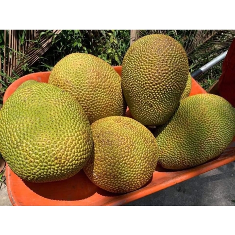 Mít ruột đỏ Mã Lai
