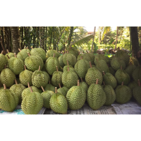 sầu riêng dona