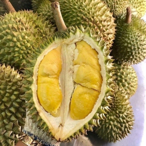 sầu riêng ri6