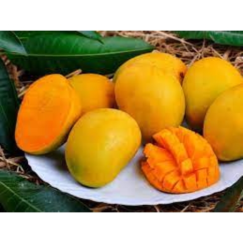 xoài tứ quý 